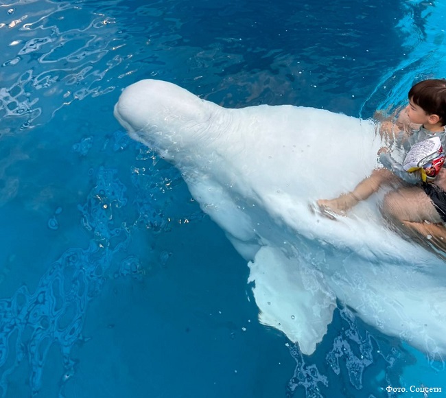 Ваган Петросян плавает на дельфине