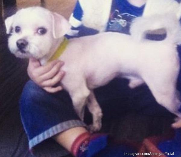 Елена Ваенга побрила своего пса наголо