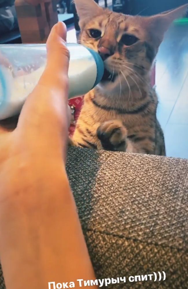 Анастасия Решетова кормит кошку 