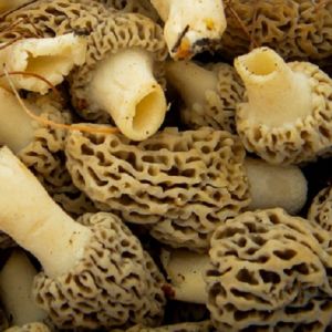 Подробнее: Первые весенние грибы могут содержать яд 