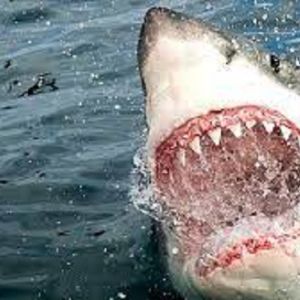 Подробнее: ЧП: На престижном французском курорте акула разорвала мужчину 